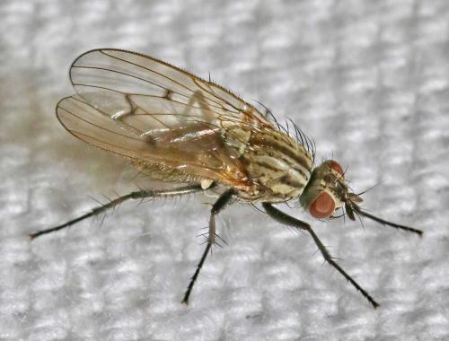 Anthomyia confusanea